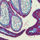 Potato cells under a microscope